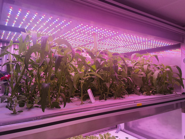 2.1 植物工厂.jpg